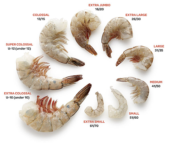 Chart of Shrimp Sizing